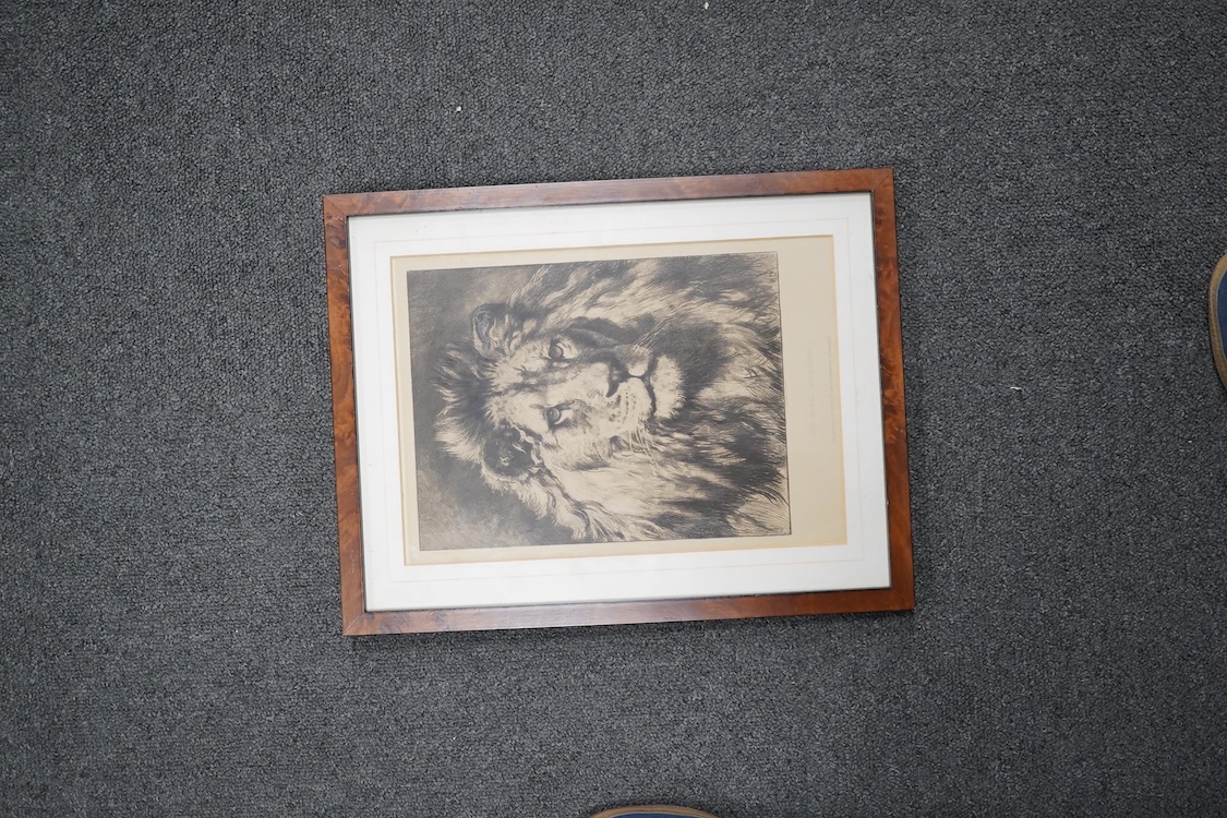 Herbert Dicksee (1862-1942), etching, 'His Royal Highness', 28 x 19cm. Condition - good